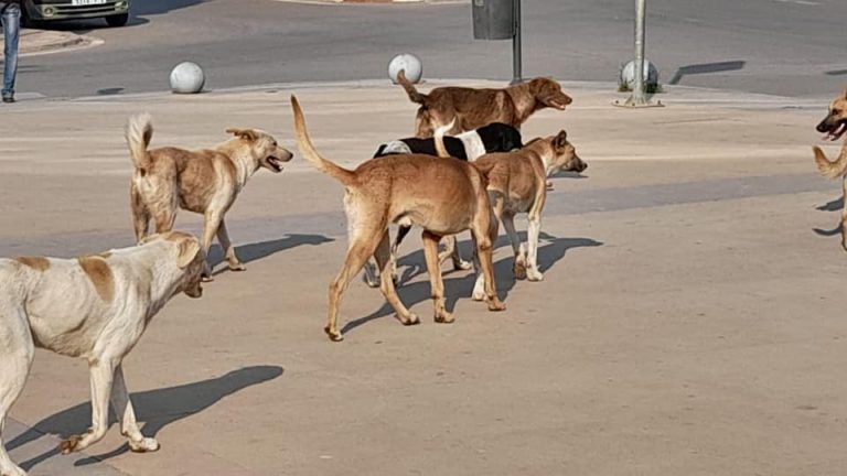 سلا الجديدة.. الكلاب الضالة تغزو المدينة و"غياب" الإنارة يعرض الساكنة للخطر