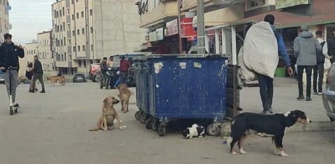 الكلاب الضالة تغزو مجددا شوارع مدينة طنجة ( صورة)