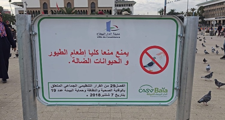 بالفيديو: منع إطعام الطيور والحيوانات يثير سخط واستياء البيضاويين