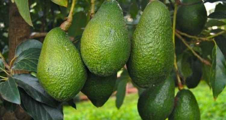 بسبب الجفاف.. الحكومة توقف دعم زراعة الافوكادو وتقلص زراعة "الدلاح"