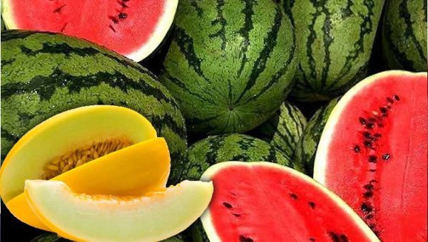 منع زراعة البطيخ "الأحمر والأصفر" بجهة درعة تافيلالت