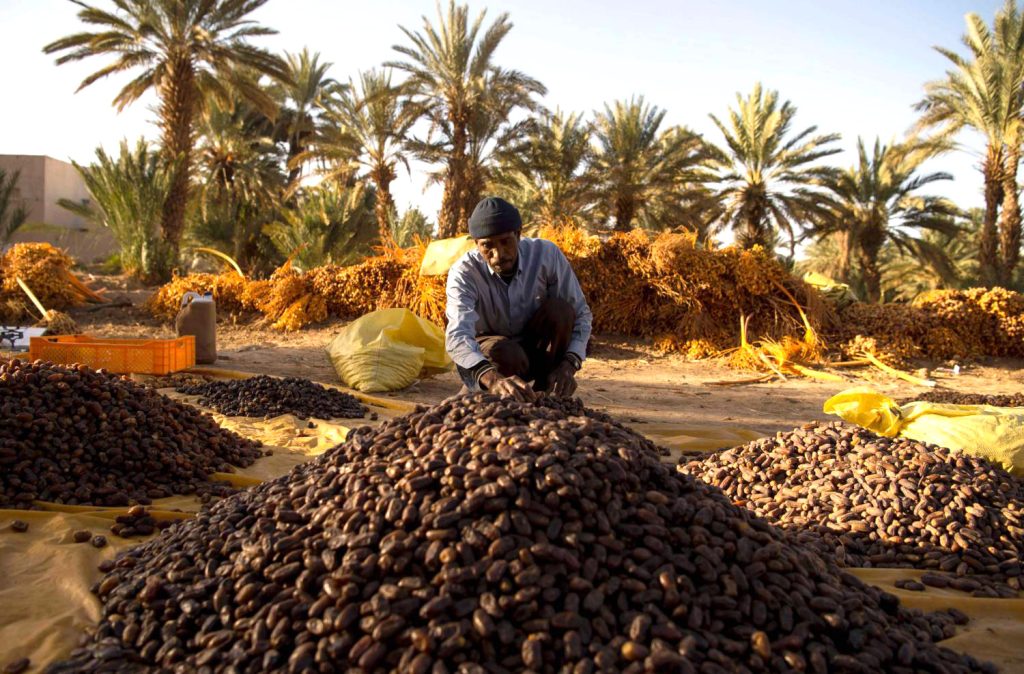 هل حقق المغرب اكتفاء ذاتي بعد توسيع زراعة نخيل التمور ؟؟؟