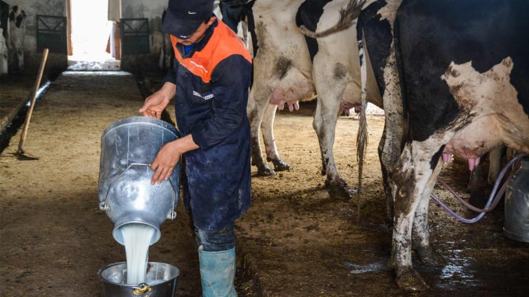 فيدرالية منتجي الحليب تطمئن المستهلكين و تؤكد وفرة الحليب خلال رمضان