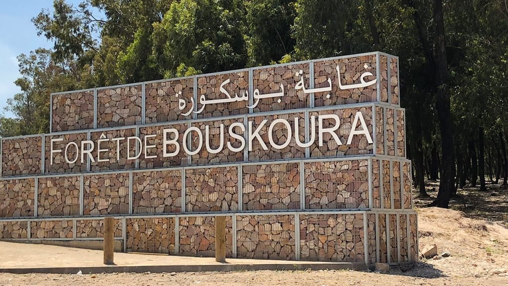 الوكالة الوطنية للمياه والغابات توضح بشأن قطع الأشجار ببوسكورة
