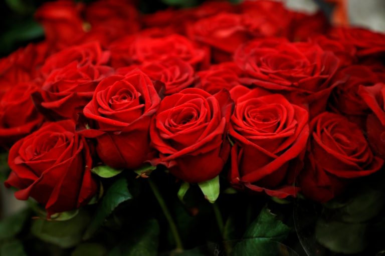 في "عيد الحب".. كولومبيا تصدّر 700 مليون زهرة