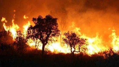 Photo of ارتفاع حصيلة ضحايا حرائق الغابات بالشيلي إلى 51 قتيلا