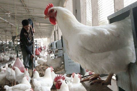مخاوف تفشي أنفلونزا الطيور ترفع سعر الدجاج ليصل 20 درهما للكيلوغرام