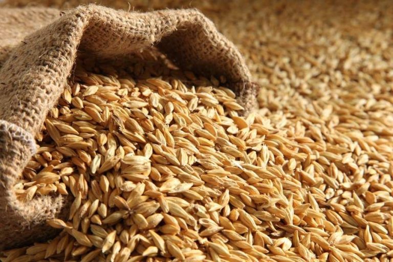 محلل اقتصادي ..المغرب سيضطر لاستيراد كميات مهمة من الحبوب