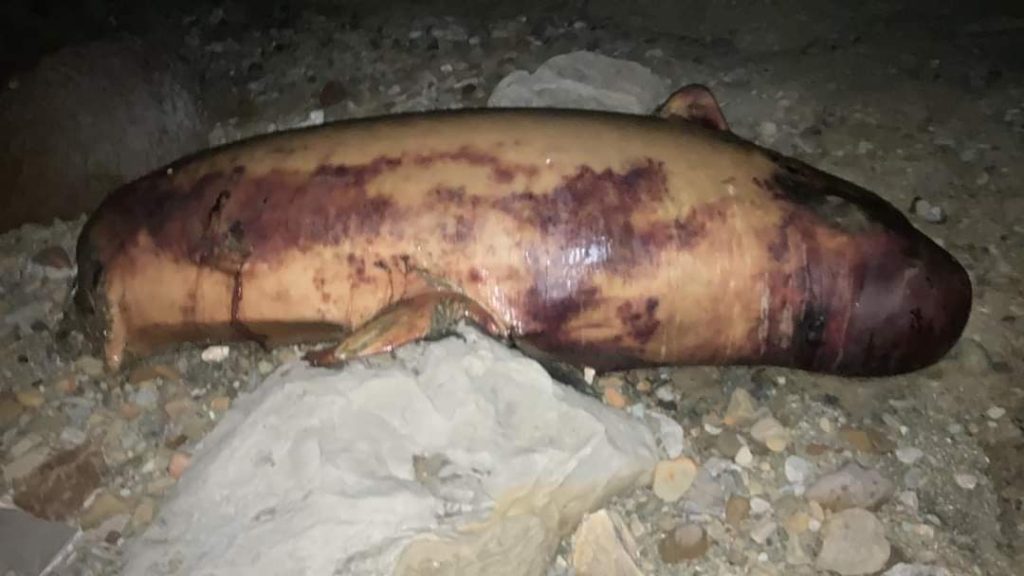 شاطئ "بلايا بلانكة" بطنجة يلفظ سمكة "غريبة" (صور)