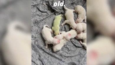 فيديو لكلبة وُلدت بلون أخضر غريب يحصد ملايين المشاهدات