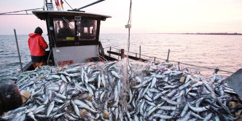 تراجع كميات الأسماك المصطادة و المفرغة بموانئ المملكة خلال الأشهر الماضية