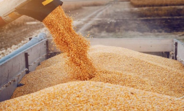 التقلبات المناخية تدفع المغرب لاستيراد 5 ملايين طن من القمح