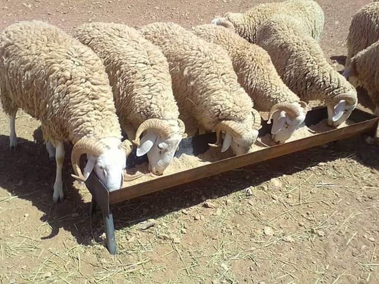 وزير الفلاحة : الطلب على الأضاحي يقدر بـ6 ملايين رأس