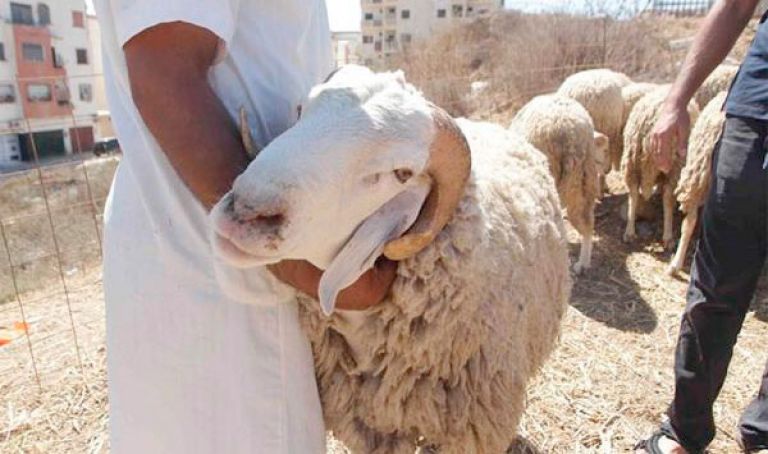 "الكزارة زادو الثمن".. مواطنون يشتكون غلاء أسعار الذبح و تفصيل الأضاحي