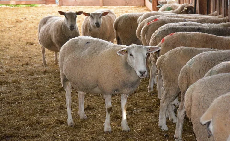 ميناء البيضاء يستقبل 40 ألف من أغنام رومانيا و سعرها 60 درهم للكيلوغرام الواحد