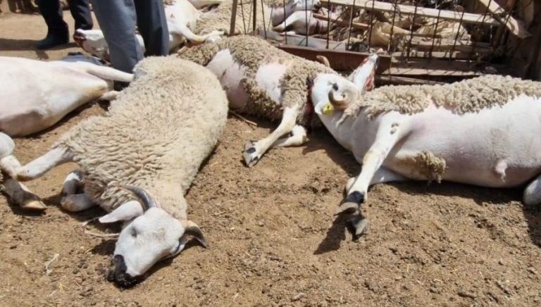 تحاليل "أونسا" المخبرية تكشف أسباب نفوق 72 "حولي" ضواحي برشيد