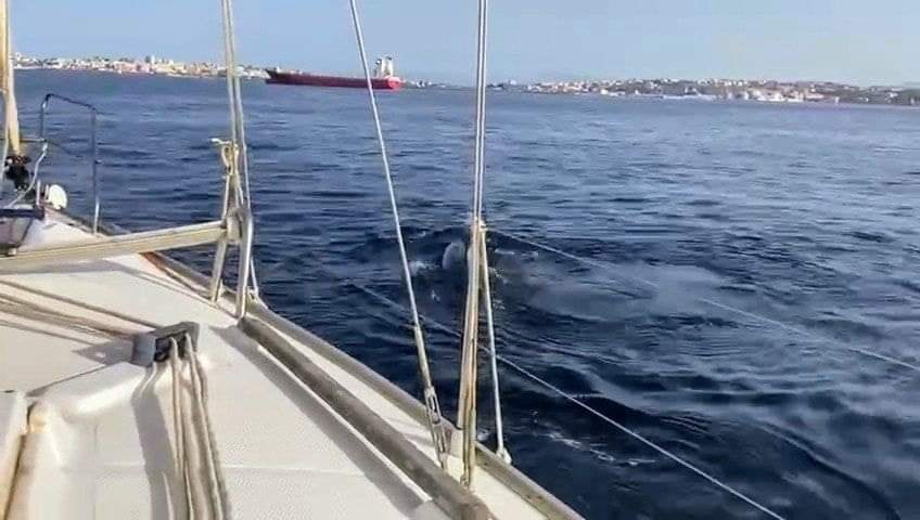 سرب من حيتان الأوركا يهاجم قاربا سياحيا قبالة سواحل سبتة المحتلة