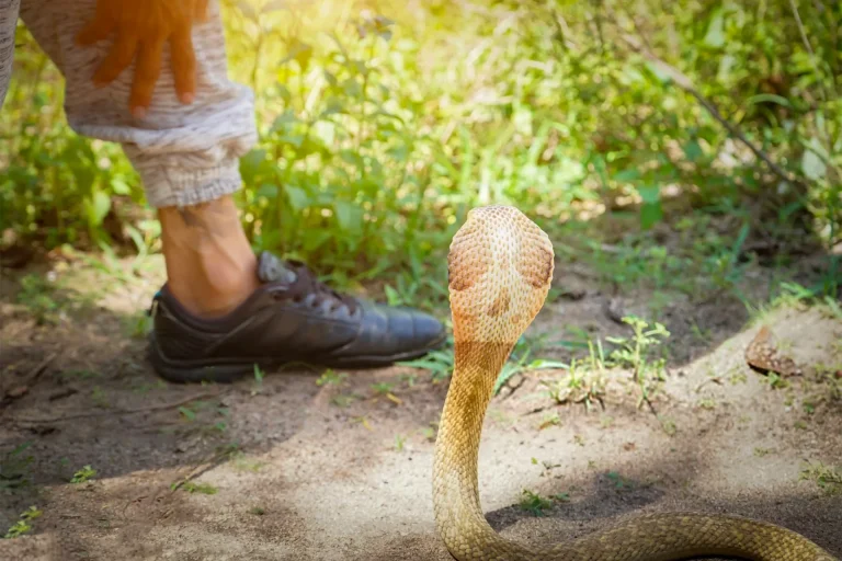 أفعى كوبرا - صورة تعبيرية