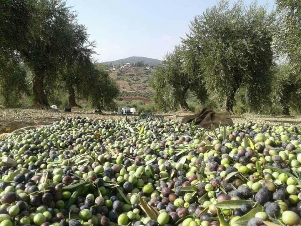 الزراعة الوطنية لأشجارالزيتون بين الراهن والمستقبل