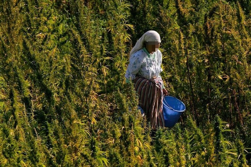 عفو ملكي عن مدانين في قضايا زراعة القنب الهندي