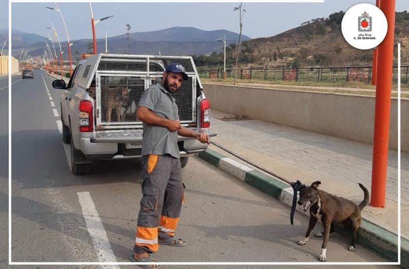 بركان .. جمعية تطالب بالتحقيق في اختفاء كلاب وقطط بعد جمعها