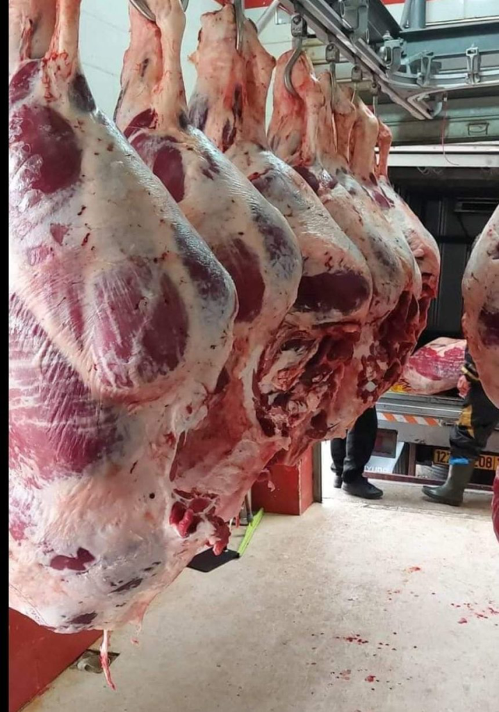 منع ذبح الأبقار غير المرقمة يفاقم أزمة اللحوم الحمراء