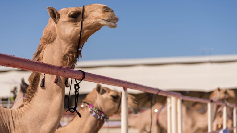 جمال - صورة تعبيرية