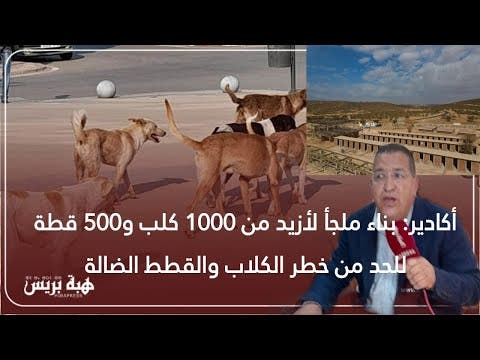 أكادير: بناء ملجأ لأزيد من 1000 كلب و500 قطة للحد من خطر الكلاب والقطط الضالة