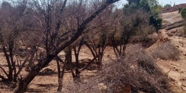 "جفاف" أشجار الزيتون بالفقيه بنصالح وقلعة السراغنة يصل للبرلمان