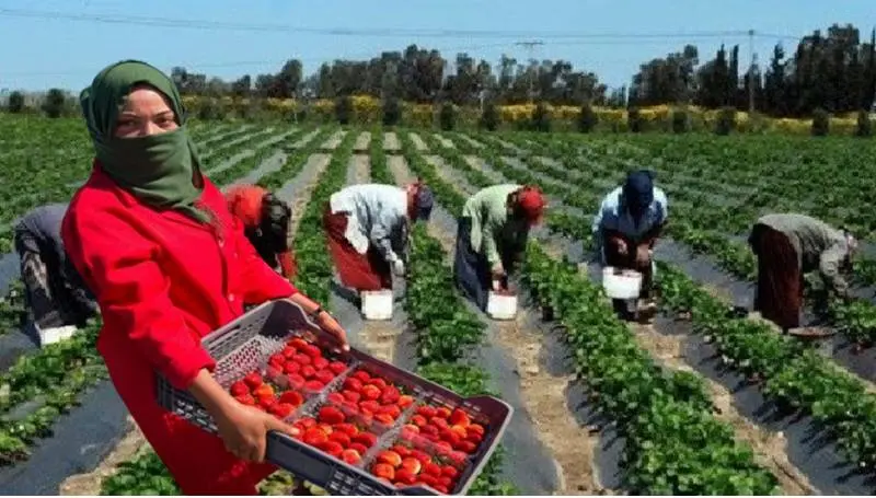 إسبانيا تطلق عملية جديدة لاختيار العمال المغاربة لموسم حصاد الفراولة