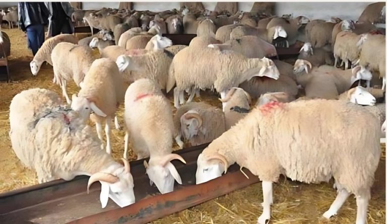 صورة تعبيرية للماشية