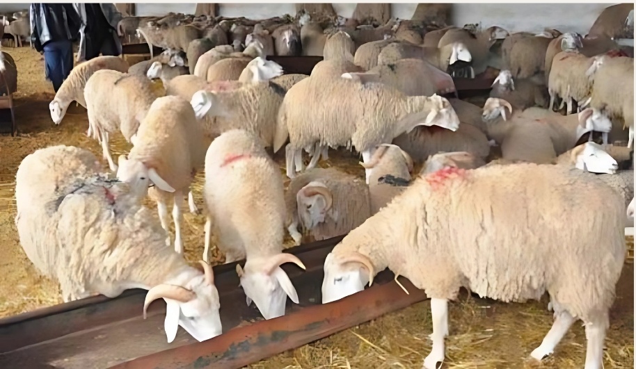 صورة تعبيرية للماشية