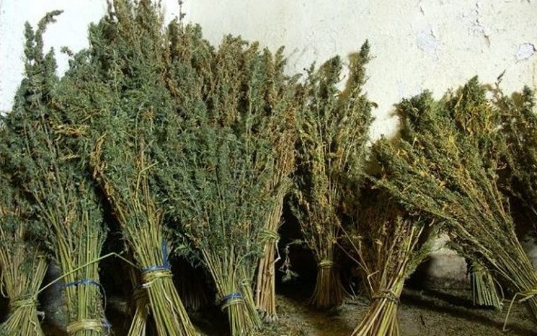 بني أنصار .. حجز 330 كلغ من مخدر "الكيف"
