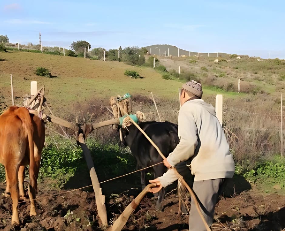 الفلاحون المغاربة