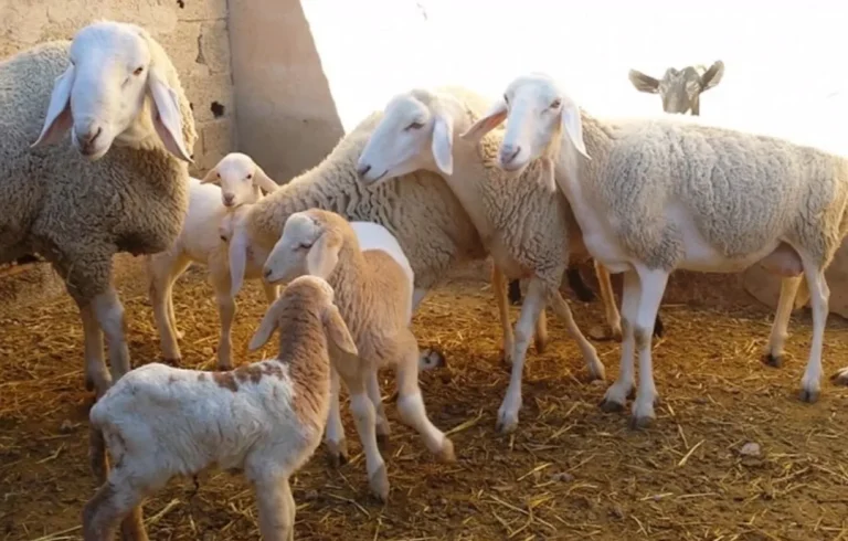 لحماية القطيع الوطني.. قرار جديد من وزارة الفلاحة والصيد البحري