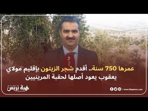 عمرها 750 سنة ..أقدم شجر الزيتون باقليم مولاي يعقوب يعود أصلها لحقبة المرينيين