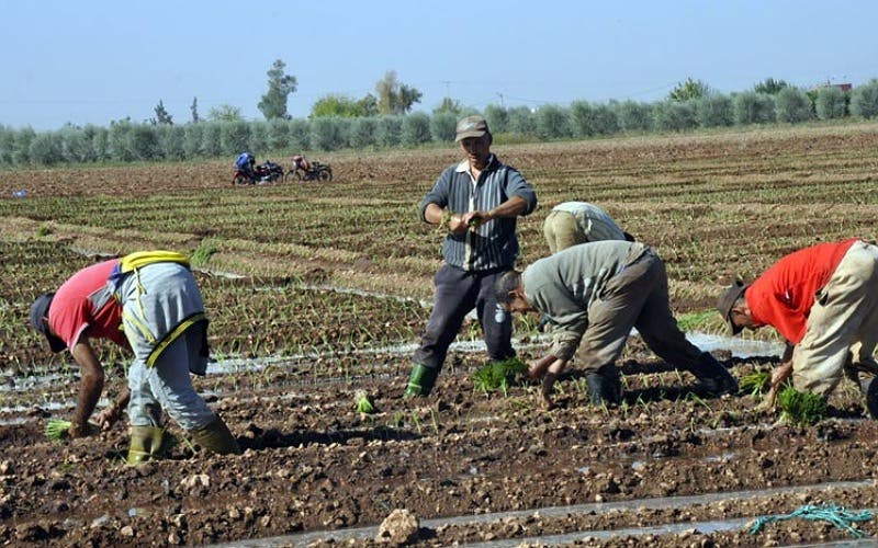 غياب التساقطات المطرية يعقد وضعية الفلاحين بجهة فاس مكناس (فيديو)