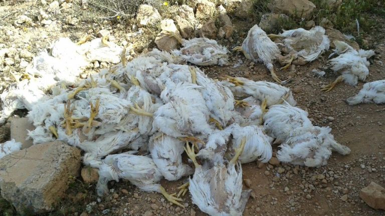 اعتقال عصابة تبيع "الدجاج الميت" لمموني الحفلات و المطاعم و "السناكات" ضواحي البيضاء