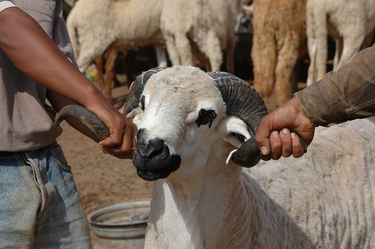 كساب: "لي بغا يعيد هاد العام بالصردي خاصو على الأقل سبعة آلاف درهم"