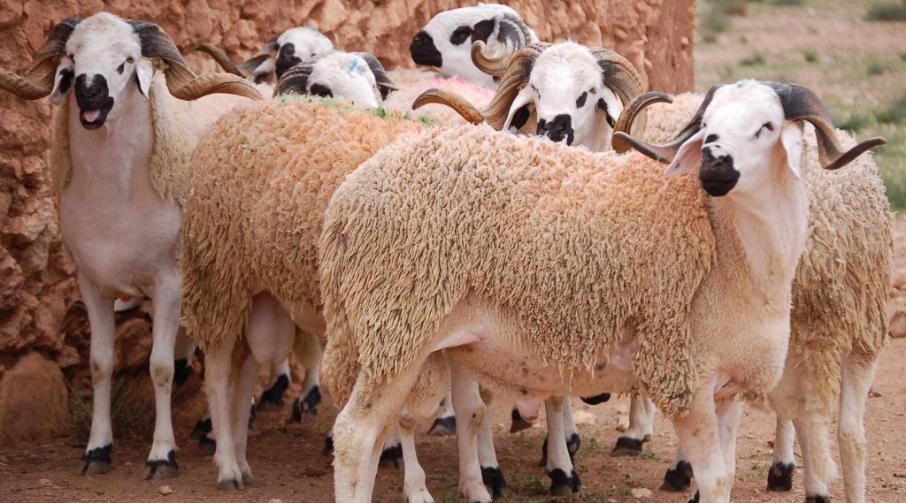 احتقان بسوق للأغنام.. "شناقة" يهاجمون كسابا بسبب بيعه لخروف بثمن منخفض
