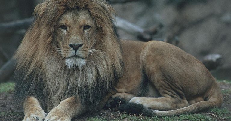 حادثة مأساوية.. أسد يلتهم حارسه في مصر