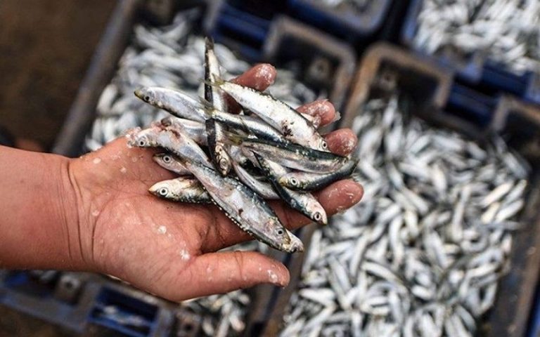 الدريوش: حلول عديدة متوقعة قبل دخول شهر رمضان لتوفير الأسماك بثمن مناسب