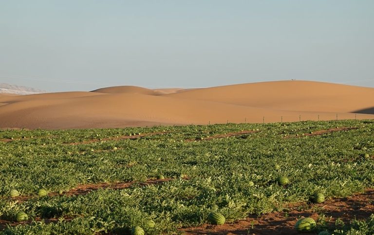 صورة تعبيرية لمستنبت زراعي بالصحراء