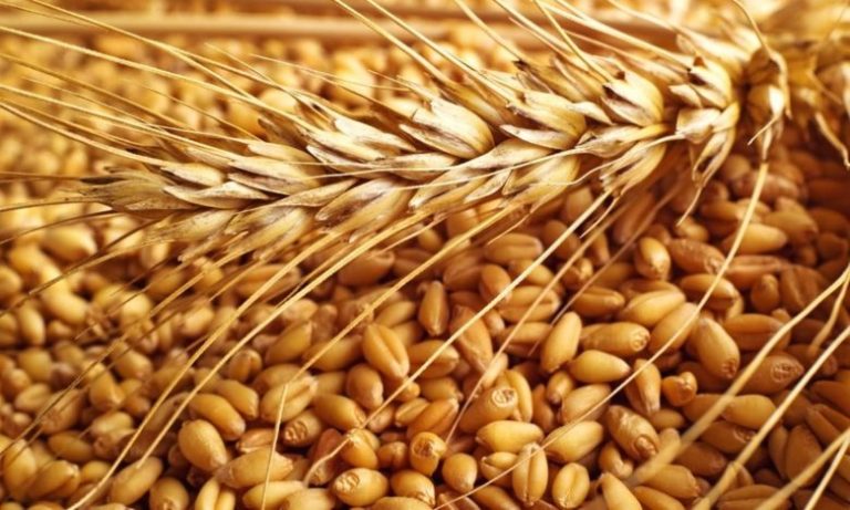تحديد تسعيرة جديدة لدعم استيراد القمح اللين