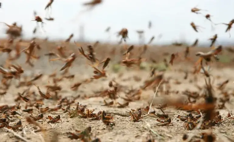 ضمنها الجزائر.. أسراب الجراد تخلف خسائر كبيرة في 3 دول عربية 1 الجراد الصحراوي