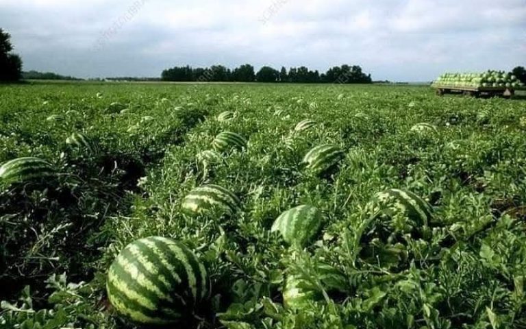 طاطا.. 3 سنوات من التعبئة الشاملة لمنع زراعة البطيخ واسترجاع الحياة للفرشة المائية