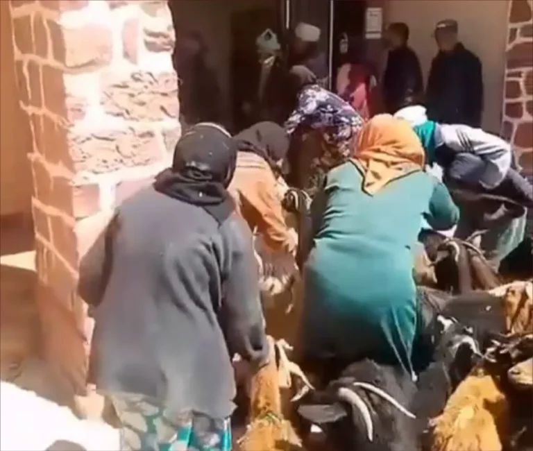 واقعة “غريبة” في تالسينت.. مواطنون يحتجون بإدخال المواشي إلى مقر الجماعة