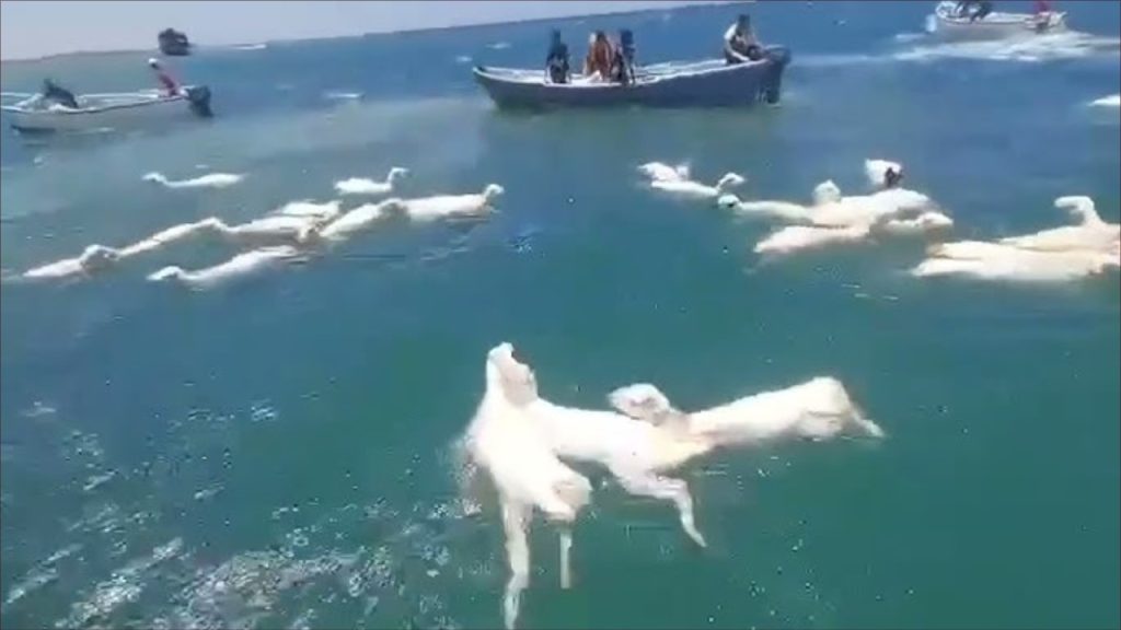 السفينة