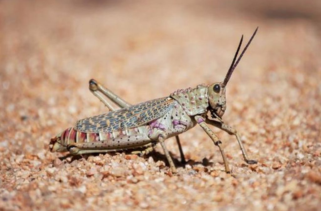 الجراد