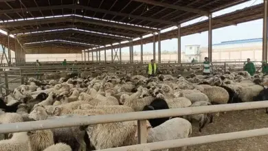 مركز بيع الأضاحي المستوردة بالجزائر